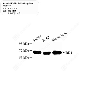 Антитела первичные, поликлональные кролика к MBD4/MED1 крысы, мыши, человека, 50 мкл