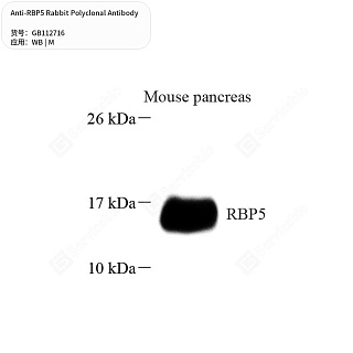 Антитела первичные, поликлональные кролика к RBP5 мыши, 50 мкл