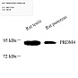 Антитела первичные, поликлональные, PRDM4/PFM1, 100 мкл
