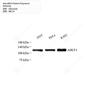 Антитела первичные, поликлональные кролика к ABCF1 человека, 50 мкл