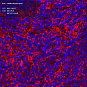 Антитела первичные, поликлональные, CRMP4, 100 мкл