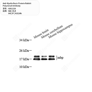 Антитела первичные, поликлональные кролика к Myelin Basic Protein крысы, мыши, обезьяны, 50 мкл