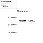 Антитела первичные, поликлональные, C1QL2, 100 мкл