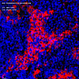 Антитела первичные, поликлональные, Sialoadhesin/CD169, 100 мкл