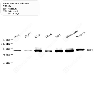 Антитела первичные, поликлональные кролика к PRPF3 крысы, мыши, человека, 50 мкл