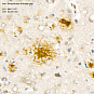 Антитела первичные, поликлональные, Amyloid beta 40, 100 мкл