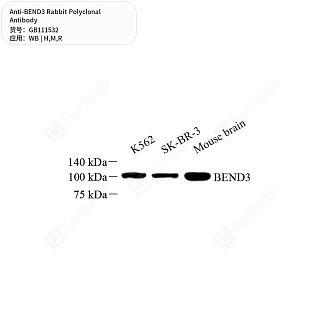 Антитела первичные, поликлональные кролика к BEND3 крысы, мыши, человека, 50 мкл