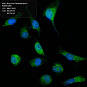 Антитела первичные, поликлональные, Acyl-CoA Thioesterase 9, 100 мкл