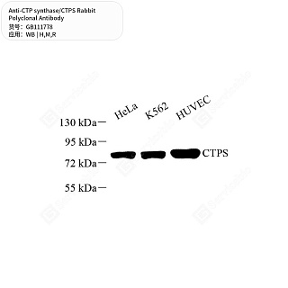 Антитела первичные, поликлональные кролика к CTP synthase/CTPS крысы, мыши, человека, 50 мкл