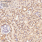 Антитела первичные, поликлональные, CDC20B, 100 мкл