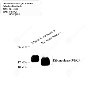 Антитела первичные, поликлональные кролика к Ribonuclease 3/ECP крысы, мыши, 50 мкл