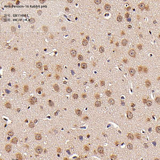 Антитела первичные, поликлональные кролика к Peroxin-16 крысы, мыши, 100 мкл