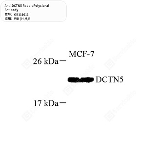 Антитела первичные, поликлональные кролика к DCTN5 крысы, мыши, человека, 50 мкл