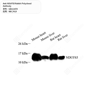 Антитела первичные, поликлональные кролика к NDUFS5 крысы, мыши, 50 мкл
