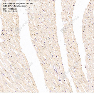 Антитела первичные, поликлональные кролика к Carbonic Anhydrase 5A/CA5A крысы, 50 мкл