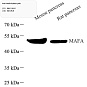Антитела первичные, поликлональные, MafA, 100 мкл