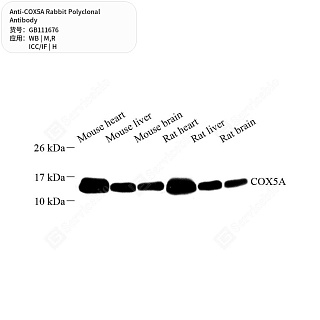 Антитела первичные, поликлональные кролика к COX5A крысы, мыши, человека, 50 мкл