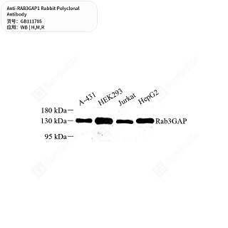 Антитела первичные, поликлональные кролика к RAB3GAP1 крысы, мыши, человека, 50 мкл