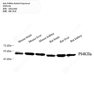 Антитела первичные, поликлональные кролика к PI4KIIa крысы, мыши, 50 мкл