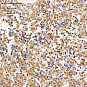 Антитела первичные, поликлональные, ERMAP, 100 мкл