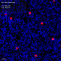 Антитела первичные, поликлональные, BAG2, 100 мкл