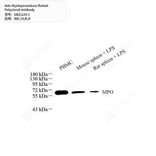 Антитела первичные, поликлональные кролика к Myeloperoxidase крысы, мыши, человека, 50 мкл