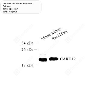 Антитела первичные, поликлональные кролика к BinCARD крысы, мыши, 50 мкл