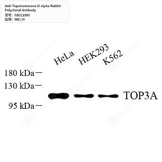 Антитела первичные, поликлональные кролика к Topoisomerase III alpha человека, 50 мкл