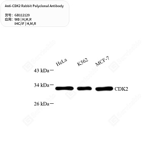 Антитела первичные, поликлональные кролика к CDK2 крысы, мыши, человека, 50 мкл