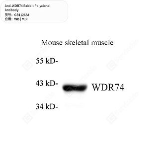 Антитела первичные, поликлональные кролика к WDR74 крысы, мыши, 50 мкл
