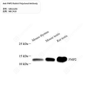 Антитела первичные, поликлональные кролика к PMP2 крысы, мыши, 50 мкл