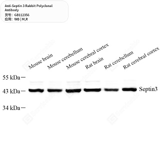 Антитела первичные, поликлональные кролика к Septin 3 крысы, мыши, 50 мкл