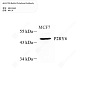 Антитела первичные, поликлональные кролика к P2Y6 человека, 100 мкл