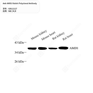 Антитела первичные, поликлональные кролика к AMD1 крысы, мыши, 50 мкл