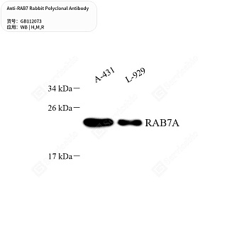 Антитела первичные, поликлональные кролика к RAB7 крысы, мыши, человека, 50 мкл