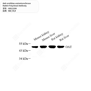Антитела первичные, поликлональные кролика к ornithine aminotransferase крысы, мыши, 50 мкл