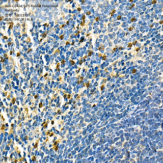 Антитела первичные, поликлональные кролика к CD42d/GP5 крысы, мыши, 50 мкл