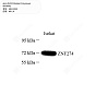 Антитела первичные, поликлональные кролика к ZNF274 человека, 100 мкл