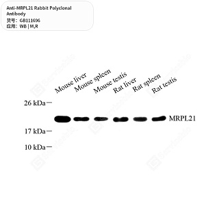 Антитела первичные, поликлональные кролика к MRPL21 крысы, мыши, 50 мкл