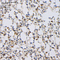 Антитела первичные, поликлональные, Prosurfactant Protein C, 100 мкл