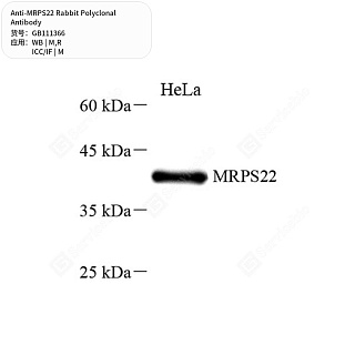 Антитела первичные, поликлональные кролика к MRPS22 крысы, мыши, 50 мкл