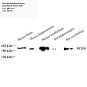Антитела первичные, моноклональные, Neurofilament heavy polypeptide, 100 мкл