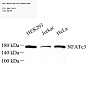 Антитела первичные, поликлональные, NFAT4/NF-ATc3, 100 мкл