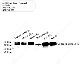 Антитела первичные, поликлональные кролика к COL6A1 крысы, мыши, 50 мкл