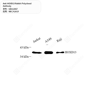 Антитела первичные, поликлональные кролика к HOXD13 крысы, мыши, человека, 50 мкл