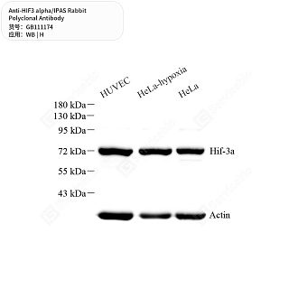 Антитела первичные, поликлональные кролика к HIF3 alpha/IPAS человека, 50 мкл