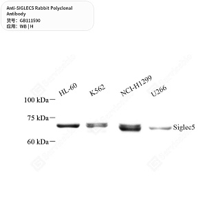 Антитела первичные, поликлональные кролика к SIGLEC5 человека, 50 мкл
