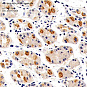 Антитела первичные, поликлональные, GPCR RDC1/CXCR-7, 100 мкл