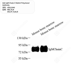 Антитела первичные, поликлональные кролика к IgM Chain C крысы, мыши, человека, 50 мкл