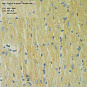 Антитела первичные, поликлональные, Cardiac Troponin T, 100 мкл